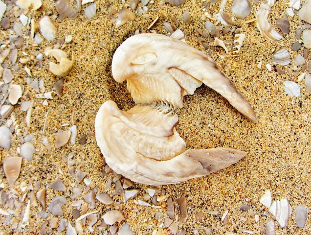 Namib (26)
